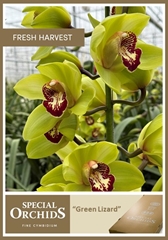 Cymb T Green Lizard 80cm 13+