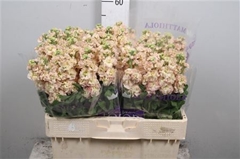 Matth Impala Apricot 51cm 23
