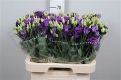 Eust G Rosita Blue 70cm