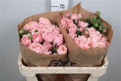 R Tr Julietta 70cm 55+