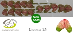 Anth A Licosa 7cm Ø
