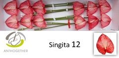 Anth A Singita -ADR- 13cm Ø