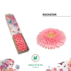 Germini Pomp Rockstar 45cm 7cm Ø