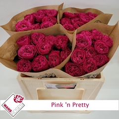 R Gr Pink N Pretty 50cm
