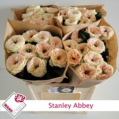 R Gr Stanley Abbey 60cm