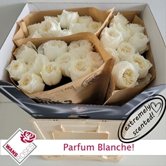 R Gr Parfum Blanche! 60cm