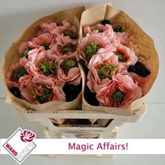 R Gr Magic Affairs! 50cm
