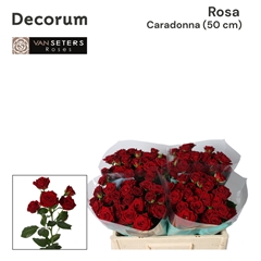 R Tr Caradonna 50cm 34+