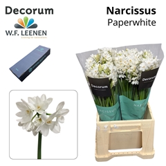 Narc Ta Ziva 45cm 25gram