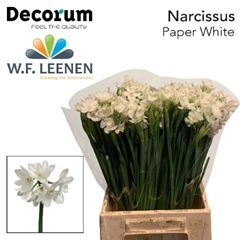 Narc Ta Ziva 45cm 25gram
