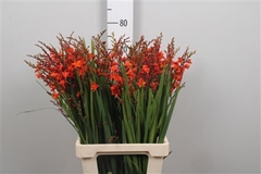 Crocos Red King 75cm
