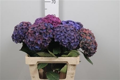 Hydr M Roy Anasta Cl 60cm 18cm Ø