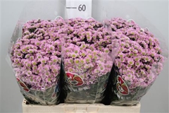 Chr San Mad Tanga Pink 55cm 110g
