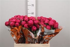 R Tr Dima Bombastic 60cm 65+