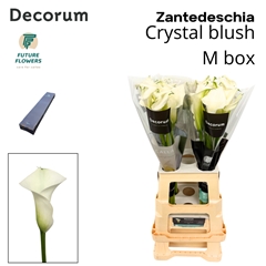 Zant Crystal Blush 70cm