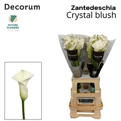Zant Crystal Blush 70cm