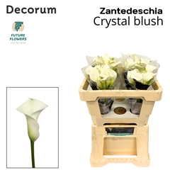 Zant Crystal Blush 50cm