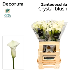 Zant Crystal Blush 60cm