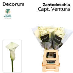 Zant Capt Ventura 70cm