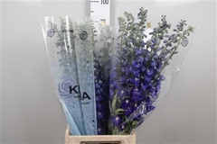 Delph Cand Bl Shades 90cm 34