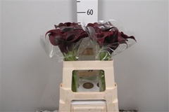 Zant Cantor 55cm