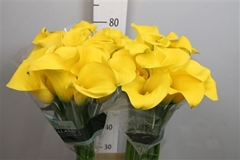 Zant Goldcup 80cm