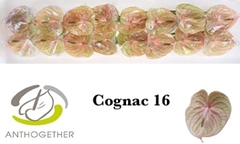 Anth A Cognac 11cm Ø