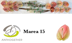 Anth Marea 7cm Ø