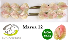 Anth Marea 13cm Ø