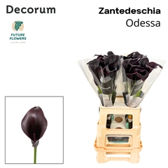 Zant Odessa 65cm