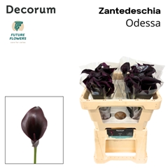 Zant Odessa 50cm
