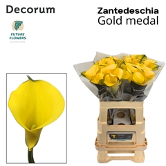 Zanted Gold Medal 60cm