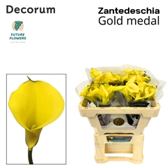 Zanted Gold Medal 50cm