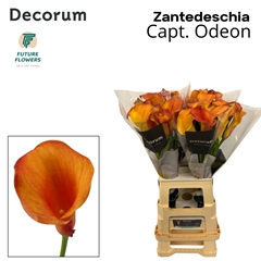 Zanted Capt. Odeon 70cm