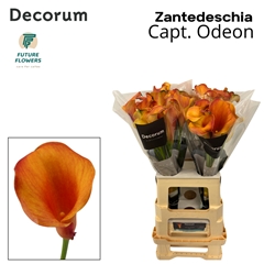 Zanted Capt. Odeon 65cm