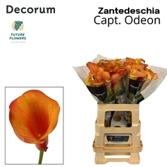 Zanted Capt. Odeon 60cm