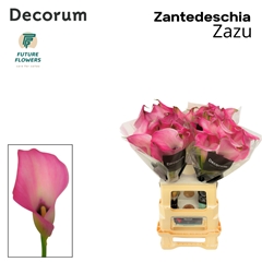 Zanted Zazu 65cm