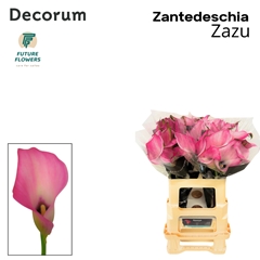Zanted Zazu 60cm