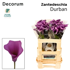 Zant Durban 55cm