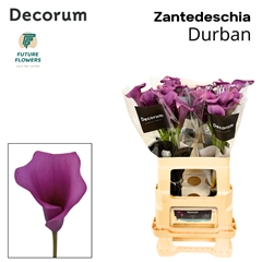 Zant Durban 60cm