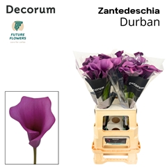 Zant Durban 65cm