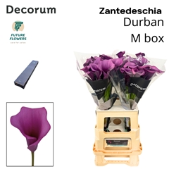 Zant Durban 70cm