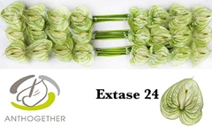 Anth A Extase 11cm Ø