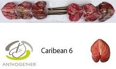 Anth A Caribean 13cm Ø