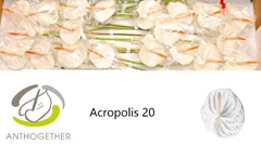 Anth A Acropolis 9cm Ø