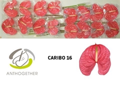 Anth A Caribo 11cm Ø