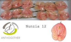 Anth A Nunzia 13cm Ø