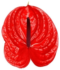 Anth A Impulz 13cm Ø