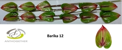 Anth A Barika 13cm Ø