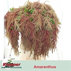 Amar Ca Coral Founta 90cm